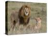 Lion Pair (Panthera Leo), Masai Mara National Reserve, Kenya, East Africa, Africa-Sergio Pitamitz-Stretched Canvas