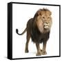 Lion, Panthera Leo, 8 Years Old, Standing in Front of White Background-Life on White-Framed Stretched Canvas