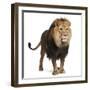 Lion, Panthera Leo, 8 Years Old, Standing in Front of White Background-Life on White-Framed Premium Photographic Print