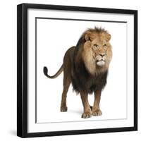 Lion, Panthera Leo, 8 Years Old, Standing in Front of White Background-Life on White-Framed Premium Photographic Print