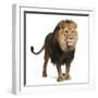 Lion, Panthera Leo, 8 Years Old, Standing in Front of White Background-Life on White-Framed Premium Photographic Print