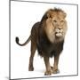 Lion, Panthera Leo, 8 Years Old, Standing in Front of White Background-Life on White-Mounted Premium Photographic Print