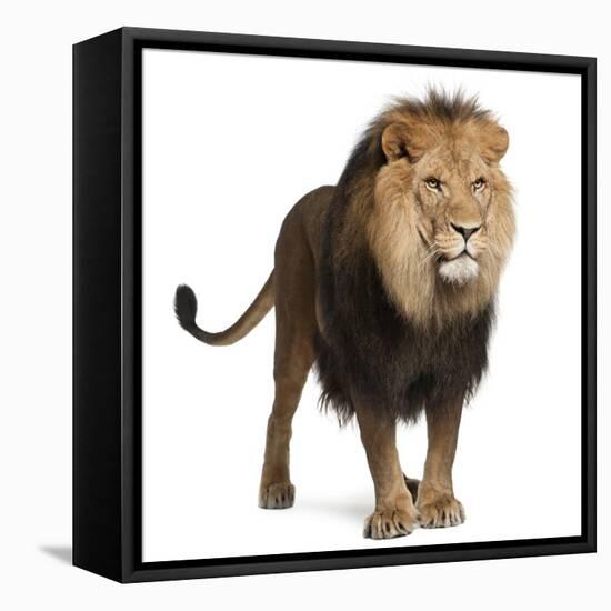 Lion, Panthera Leo, 8 Years Old, Standing in Front of White Background-Life on White-Framed Stretched Canvas