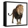 Lion, Panthera Leo, 8 Years Old, Standing in Front of White Background-Life on White-Framed Stretched Canvas