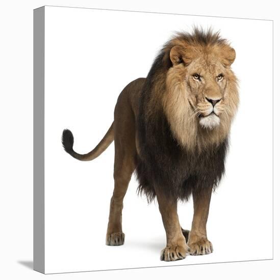 Lion, Panthera Leo, 8 Years Old, Standing in Front of White Background-Life on White-Stretched Canvas