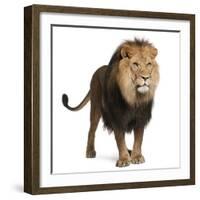 Lion, Panthera Leo, 8 Years Old, Standing in Front of White Background-Life on White-Framed Photographic Print