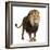 Lion, Panthera Leo, 8 Years Old, Standing in Front of White Background-Life on White-Framed Photographic Print