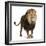 Lion, Panthera Leo, 8 Years Old, Standing in Front of White Background-Life on White-Framed Photographic Print