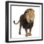 Lion, Panthera Leo, 8 Years Old, Standing in Front of White Background-Life on White-Framed Photographic Print