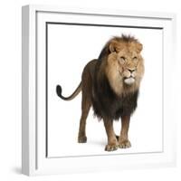 Lion, Panthera Leo, 8 Years Old, Standing in Front of White Background-Life on White-Framed Photographic Print