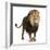 Lion, Panthera Leo, 8 Years Old, Standing in Front of White Background-Life on White-Framed Photographic Print