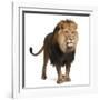 Lion, Panthera Leo, 8 Years Old, Standing in Front of White Background-Life on White-Framed Photographic Print