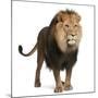 Lion, Panthera Leo, 8 Years Old, Standing in Front of White Background-Life on White-Mounted Photographic Print