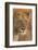 Lion (Panthera leo) adult female, close-up of head at dusk, Kruger , South Africa-Andrew Forsyth-Framed Photographic Print