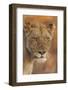 Lion (Panthera leo) adult female, close-up of head at dusk, Kruger , South Africa-Andrew Forsyth-Framed Photographic Print