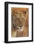 Lion (Panthera leo) adult female, close-up of head at dusk, Kruger , South Africa-Andrew Forsyth-Framed Photographic Print