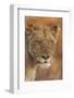 Lion (Panthera leo) adult female, close-up of head at dusk, Kruger , South Africa-Andrew Forsyth-Framed Photographic Print