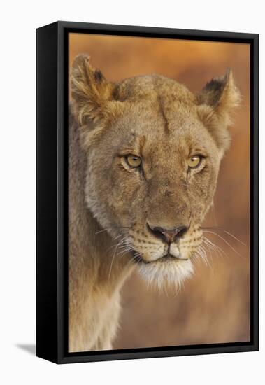 Lion (Panthera leo) adult female, close-up of head at dusk, Kruger , South Africa-Andrew Forsyth-Framed Stretched Canvas