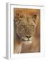 Lion (Panthera leo) adult female, close-up of head at dusk, Kruger , South Africa-Andrew Forsyth-Framed Photographic Print