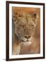 Lion (Panthera leo) adult female, close-up of head at dusk, Kruger , South Africa-Andrew Forsyth-Framed Photographic Print