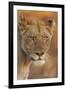 Lion (Panthera leo) adult female, close-up of head at dusk, Kruger , South Africa-Andrew Forsyth-Framed Photographic Print