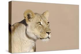 Lion (Panthera leo) adult female, close-up of head, wet mouth after drinking, Kalahari-Andrew Forsyth-Stretched Canvas