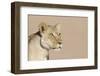 Lion (Panthera leo) adult female, close-up of head, wet mouth after drinking, Kalahari-Andrew Forsyth-Framed Photographic Print