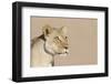 Lion (Panthera leo) adult female, close-up of head, wet mouth after drinking, Kalahari-Andrew Forsyth-Framed Photographic Print