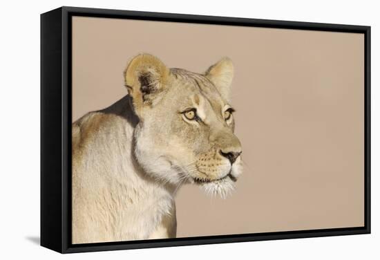 Lion (Panthera leo) adult female, close-up of head, wet mouth after drinking, Kalahari-Andrew Forsyth-Framed Stretched Canvas