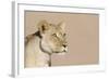 Lion (Panthera leo) adult female, close-up of head, wet mouth after drinking, Kalahari-Andrew Forsyth-Framed Photographic Print