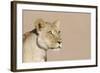 Lion (Panthera leo) adult female, close-up of head, wet mouth after drinking, Kalahari-Andrew Forsyth-Framed Photographic Print