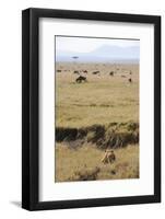 Lion (Panthera leo) adult female, hunting, Masai Mara-Shem Compion-Framed Photographic Print