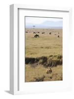 Lion (Panthera leo) adult female, hunting, Masai Mara-Shem Compion-Framed Photographic Print