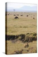 Lion (Panthera leo) adult female, hunting, Masai Mara-Shem Compion-Stretched Canvas