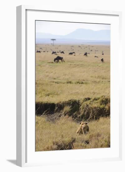 Lion (Panthera leo) adult female, hunting, Masai Mara-Shem Compion-Framed Photographic Print