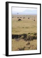 Lion (Panthera leo) adult female, hunting, Masai Mara-Shem Compion-Framed Photographic Print