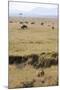 Lion (Panthera leo) adult female, hunting, Masai Mara-Shem Compion-Mounted Photographic Print