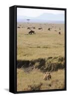 Lion (Panthera leo) adult female, hunting, Masai Mara-Shem Compion-Framed Stretched Canvas