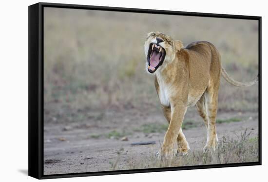 Lion (Panthera leo) adult female, yawning and walking, Masai Mara, Kenya-Shem Compion-Framed Stretched Canvas