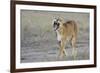 Lion (Panthera leo) adult female, yawning and walking, Masai Mara, Kenya-Shem Compion-Framed Photographic Print