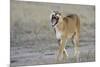 Lion (Panthera leo) adult female, yawning and walking, Masai Mara, Kenya-Shem Compion-Mounted Photographic Print