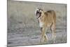 Lion (Panthera leo) adult female, yawning and walking, Masai Mara, Kenya-Shem Compion-Mounted Photographic Print