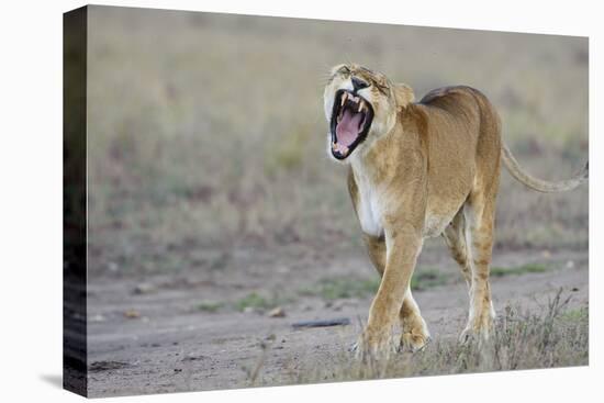 Lion (Panthera leo) adult female, yawning and walking, Masai Mara, Kenya-Shem Compion-Stretched Canvas