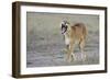 Lion (Panthera leo) adult female, yawning and walking, Masai Mara, Kenya-Shem Compion-Framed Photographic Print