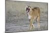 Lion (Panthera leo) adult female, yawning and walking, Masai Mara, Kenya-Shem Compion-Mounted Photographic Print