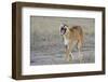 Lion (Panthera leo) adult female, yawning and walking, Masai Mara, Kenya-Shem Compion-Framed Photographic Print