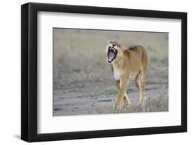 Lion (Panthera leo) adult female, yawning and walking, Masai Mara, Kenya-Shem Compion-Framed Photographic Print