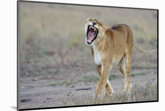 Lion (Panthera leo) adult female, yawning and walking, Masai Mara, Kenya-Shem Compion-Mounted Photographic Print