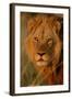 Lion (Panthera leo) adult male, close-up of head, Botswana-Malcolm Schuyl-Framed Photographic Print