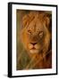 Lion (Panthera leo) adult male, close-up of head, Botswana-Malcolm Schuyl-Framed Photographic Print